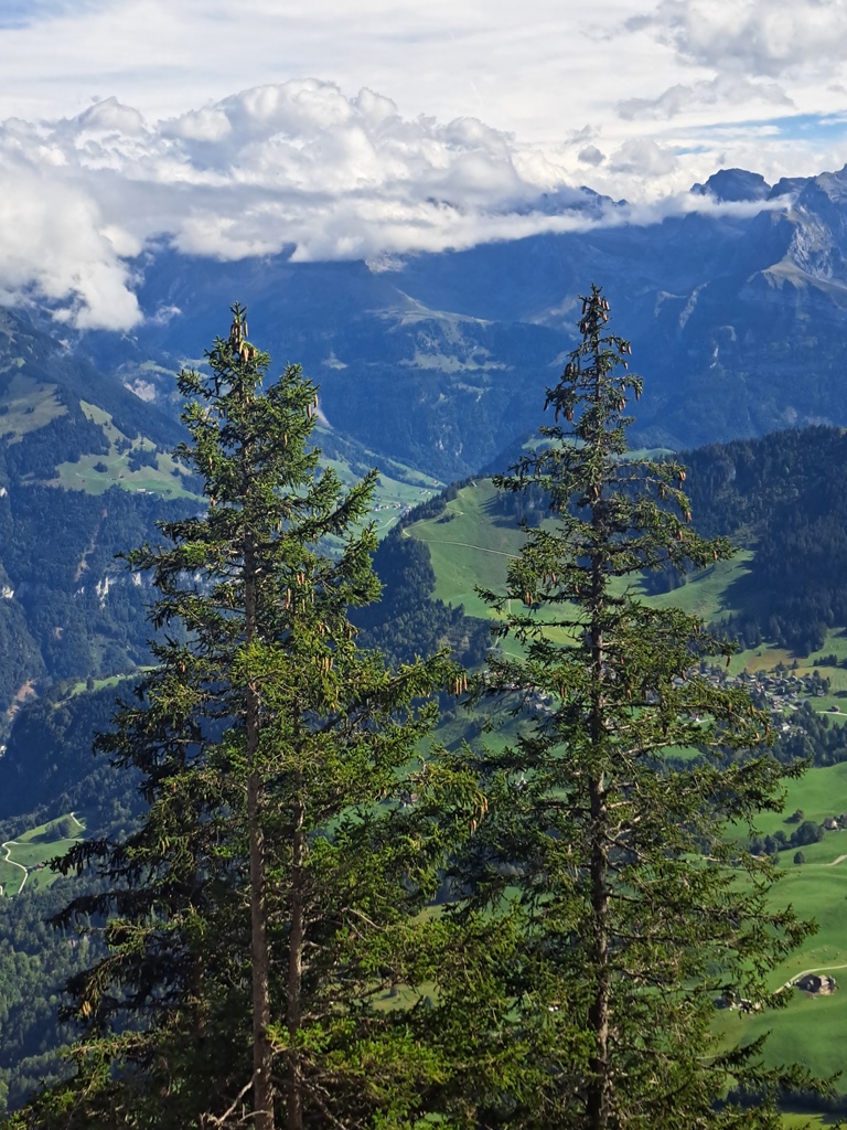 Švýcarské stromy