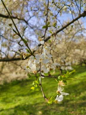 Květiny - Jarní rozkvět stromu