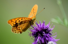 Zvířata - Motýl na květu