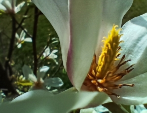 Květiny - Magnolie