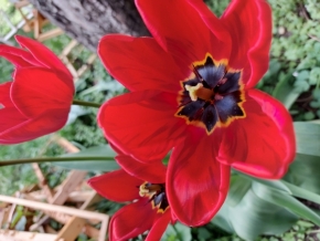Matyáš Neo  Tilinger - tulipan