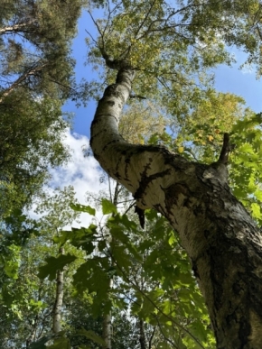 Bára Kozerovská - krása stromů