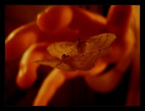 Příroda v detailu - Krása na dostah polekaného mávnutí motýlích křídel