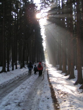 Kouzlení zimy - Chladná strana lesa