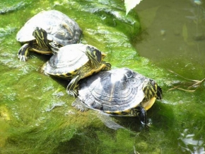 Příroda v detailu - Tři želvy