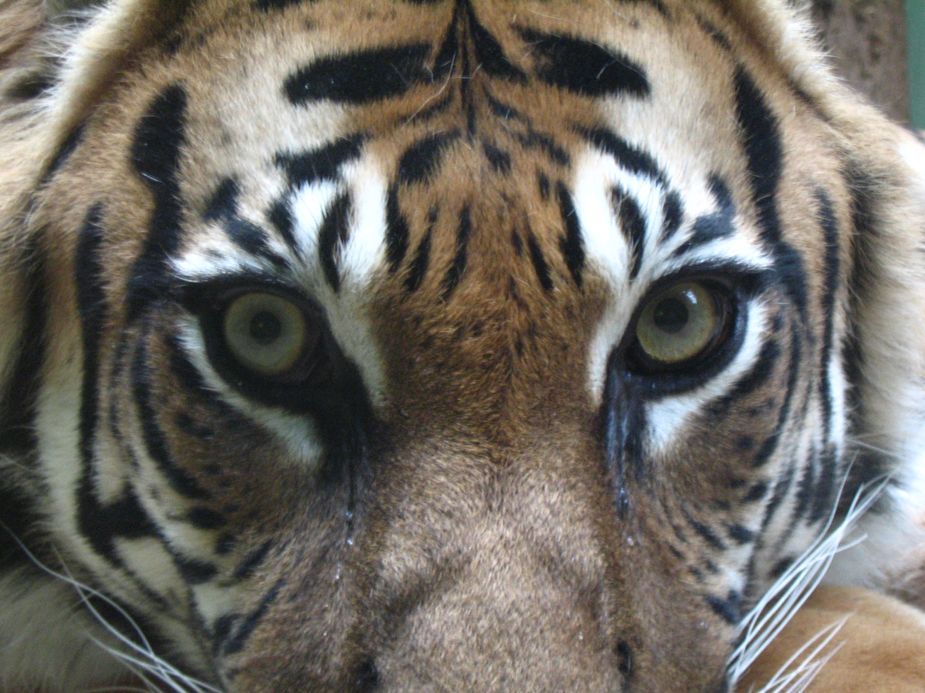 Tygří oči