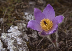 Příroda v detailu - Jarní květina