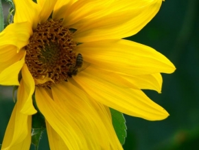 Příroda v detailu - Pracující včelka na slunečnici