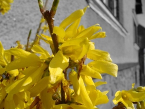 Příroda v detailu - Jarní květ
