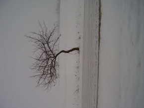 Kouzlení zimy - Venkovní bonsai