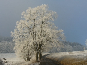 Kouzlení zimy - Zimní strom