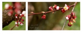 Příroda v detailu - Jarní květy