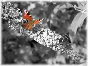Příroda v detailu - Motýlek
