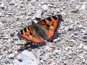 Příroda v detailu - Motýľ