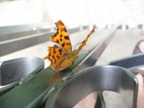 Příroda v detailu - Motýl