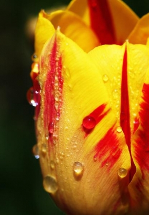 Příroda v detailu - Tulipa