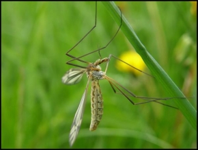 Příroda v detailu - Komár