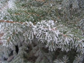 Kouzlení zimy - Zelené a bílé jehličí