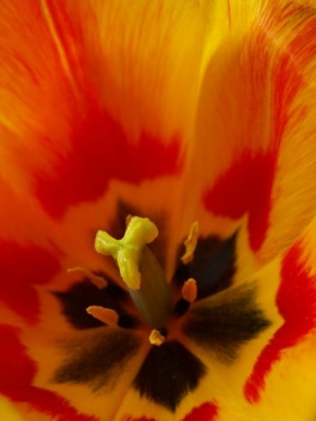 Romana Doleželová - Tulipán