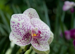 Příroda v detailu - Orchidej