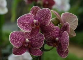 Příroda v detailu - Orchideje