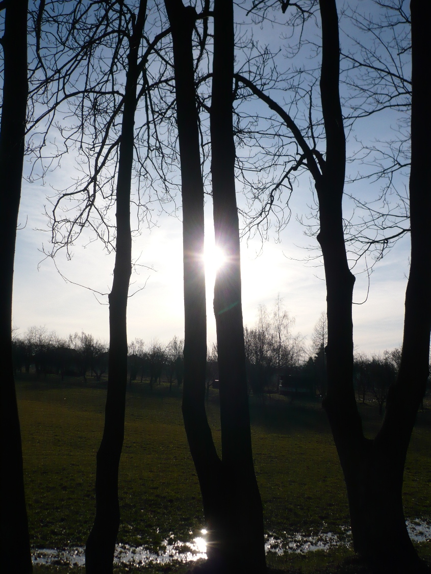 Slunko mezi stromy