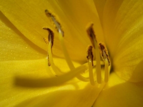 Příroda v detailu - Kvet