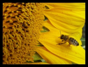 Příroda v detailu - Včielka v akcii.