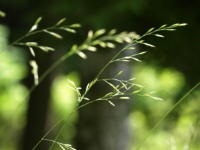Příroda v detailu - Stébla trávy