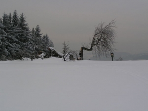 Kouzlení zimy - Zničená památná hruška