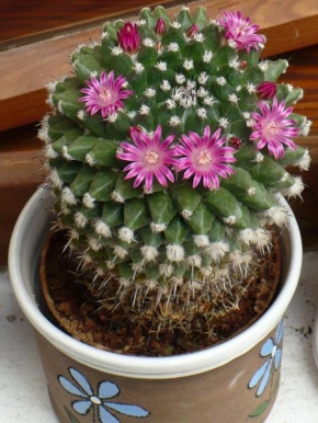 Příroda v detailu - Kvetoucí kaktus, mám tak rád....