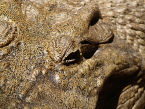 Příroda v detailu - Krokodýlí oko
