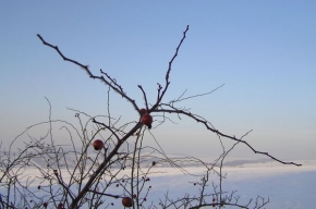 Kouzlení zimy - Šípkový keř