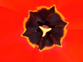 Příroda v detailu - Fanfán tulipán