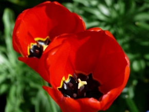 Příroda v detailu - Tulipán