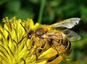 Příroda v detailu - Včela