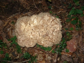 Příroda v detailu - Taková menší houba.