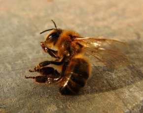 Příroda v detailu - Mrtvá včelka