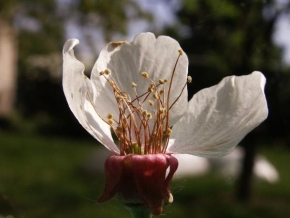 Příroda v detailu - Tajuplný květ