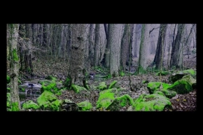 Pavel Stehlík - Stinný les