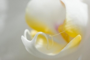 Příroda v detailu - Fotograf roku - Orchidej