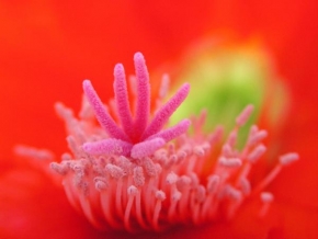 Příroda v detailu - Kouzelný svět uvnitř květu