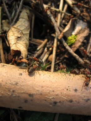 Příroda v detailu - život mravence