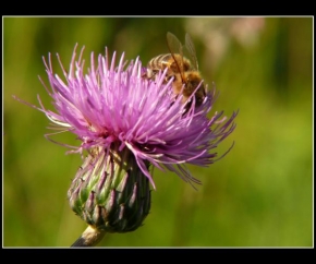 Příroda v detailu - Bodlák+včela