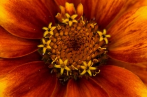 Příroda v detailu - Květ 1
