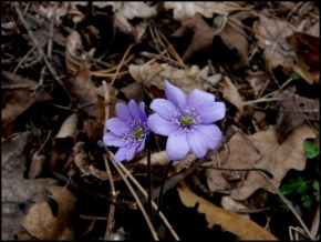 Příroda v detailu - První květy