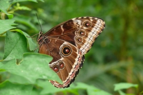 Martin Buk - Motýl