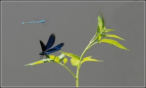 Příroda v detailu - Fotograf roku - kreativita - Motýlice