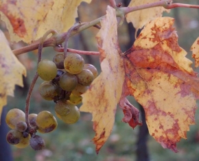 Příroda v detailu - Podzim ve vinici