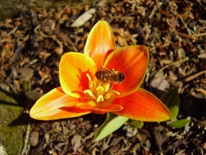 Příroda v detailu - Pilná včelka